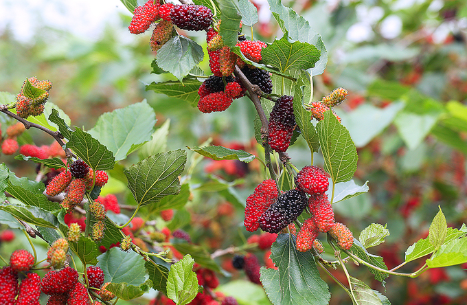 Nông dân Hà Nội vào mùa thu hoạch dâu chín